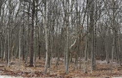 108 LAKE Lane, Pocono Lake, PA 18347