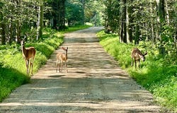C/8 Bald Eagle Tr and Campfire Ln, Gouldsboro, PA 18424