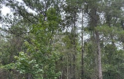 0 Babe Fairley Road, Wiggins, MS 39577