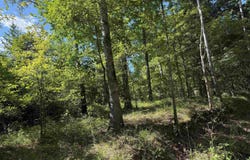 00 CAHABA HILL ROAD, BRIERFIELD, AL 35035