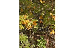 Tonto Drive, Cherokee Village, AR 72529