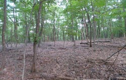 2 YOUNGBLOOD, GREAT CACAPON, WV 25422