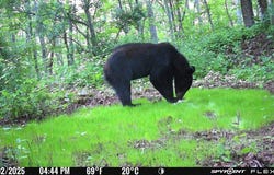Tbd Osborne Mountain Rd, Raven, VA 24639
