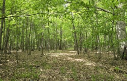 4500 W Wise Road, Greenville, MI 48838