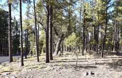 1085 Timbernook, Williams, AZ 86046