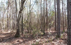 0 Highway 119 North, Ellabell, GA 31308