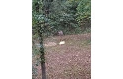 TBD Whitacre Run, Eminence, MO 65466