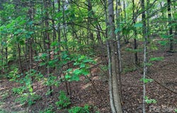 Lakewood Drive, Lake Lure, NC 28746