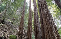 Deer Trail WAY, Scotts Valley, CA 95066