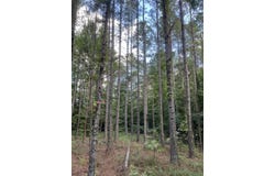 S COUNTY ROAD 437, Ripley, MS 38663