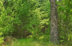 Off CTH J, WI 54568