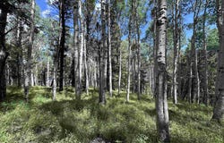 583 Crest Drive, Cimarron, CO 81220