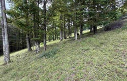 Fawn Lane, Buckhannon, WV 26201