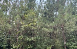 91.81 AC Brickhouse Road, Randolph, VA 23962