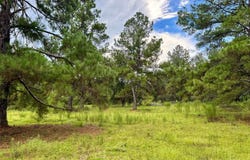 NE DUSTY MILLER AVENUE, Pinetta, FL 32350