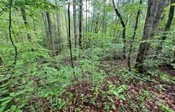 Lot 103 Bear Den Trl, Grandview, TN 37337