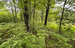 Lot 7 DADS LAKE RD, Eagle River, WI 54521
