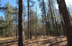 44 W Forest Dr Road, Rociada, NM 87742