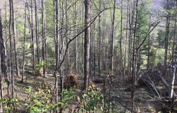 2 Lots Powell Valley Road Road, Big Stone Gap, VA 24219