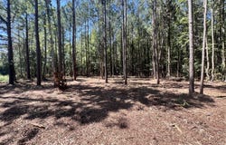 Elm Street lot: 1, Belhaven, NC 27810