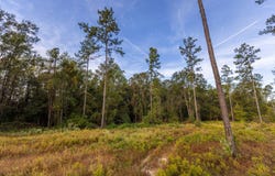Whitehouse Fork Road, Bay Minette, AL 36507