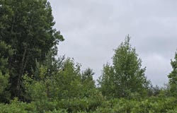 V/L 00 N 9 Road, Mesick, MI 49668