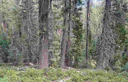 Un3 Blk F Lot19 White Fur Ct., McCloud, CA 96057