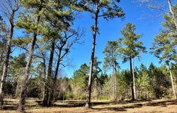 0 Rabbit Run Road, Many, LA 71449