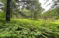 Lot 19 DADS LAKE RD, Eagle River, WI 54521
