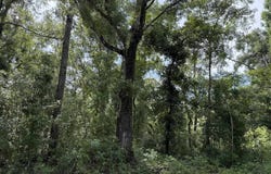 RUNNING SPRINGS Drive, Live Oak, FL 32060