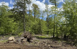 Brookhaven Lane lot: 4, Harrison, ME 04040