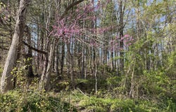 2 Lots Powell Valley Road Road, Big Stone Gap, VA 24219