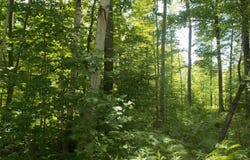 Fern Street, Hale, MI 48739