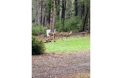500 Wildberry DR, BOULDER CREEK, CA 95006