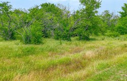 Lot 103 Wolf Creek, Corsicana, TX 75110