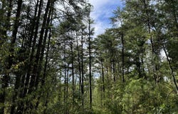 08 Adams, Bankston, AL 35542