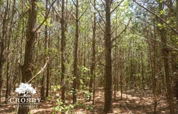 0 Dopson Road, Islandton, SC 29929