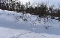 Morgan Hollow Road, Franklinville, NY 14737