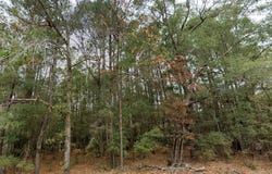 Shiloh Road, Willard, NC 28478