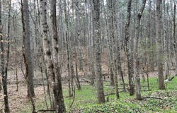 Butler Road Lot 4, Decatur, TN 37322
