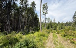 TBD ROCKABYE LN, CURLEW, WA 99118