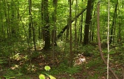 Hood Lane lot: 239, Wilder, TN 38589