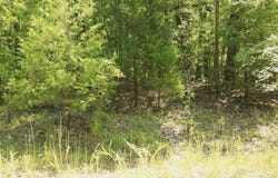 1303 Red Bird Lane, Horseshoe Bend, AR 72512