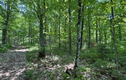 160 Acres Mead Logging, Crystal Falls, MI 49920