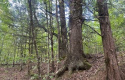 60 Acres, Grenda County, MS 38922