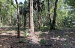 SE 130TH STREET, BELLEVIEW, FL 34420