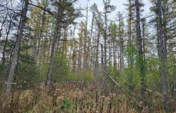 TBD Airport, Rock, MI 49880