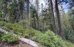 Un3 Blk F Lot19 White Fur Ct., McCloud, CA 96057