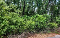 Tbd NE 155TH COURT, WILLISTON, FL 32696