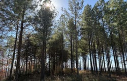 4690 Split Rail Way lot: 1359, Guild, TN 37340